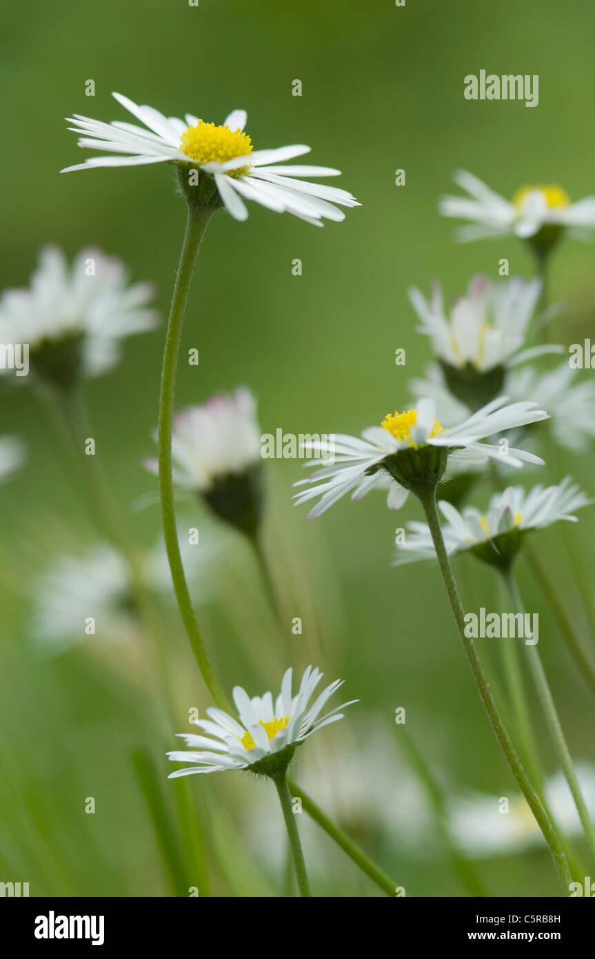 Germany, Bavaria, Close up of daisy flowers in garden Stock Photo Alamy