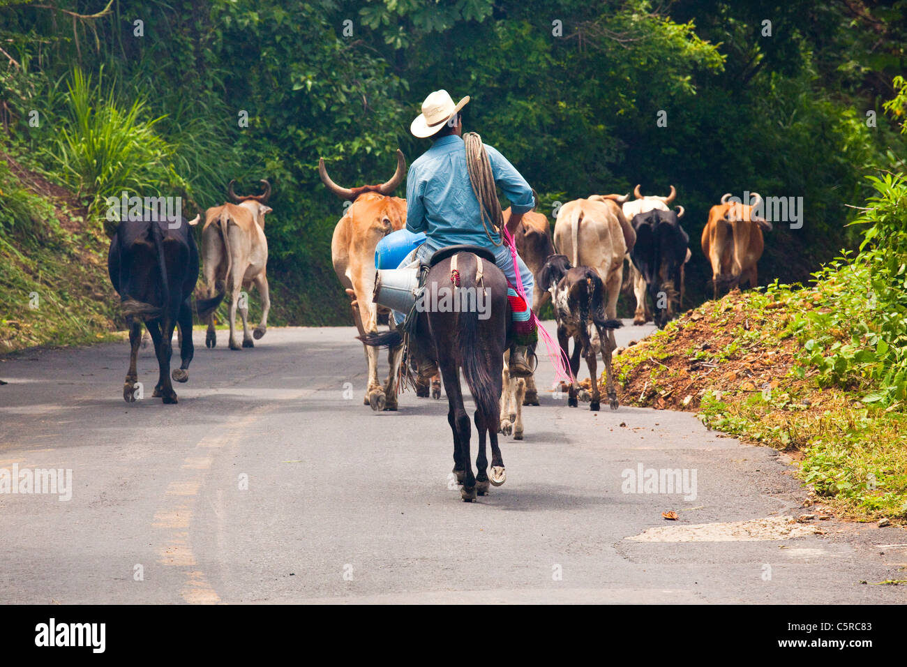 Herding cattle in Canton La Junta, Comalapa, Chalatenango, El Salvador