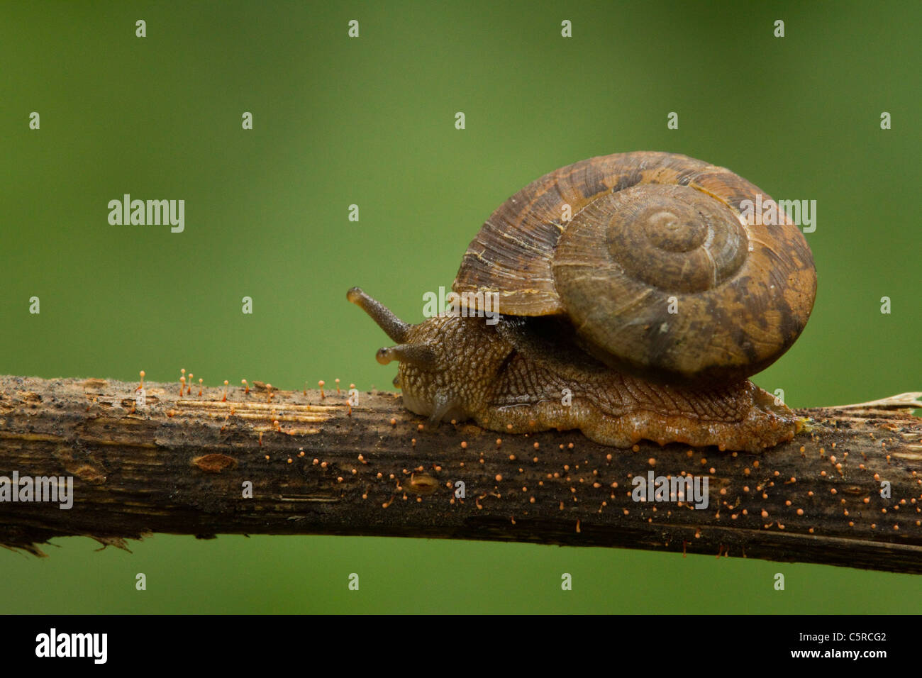 A brown snail on a dry twig. Diffused green back ground. Horizontal Stock Photo