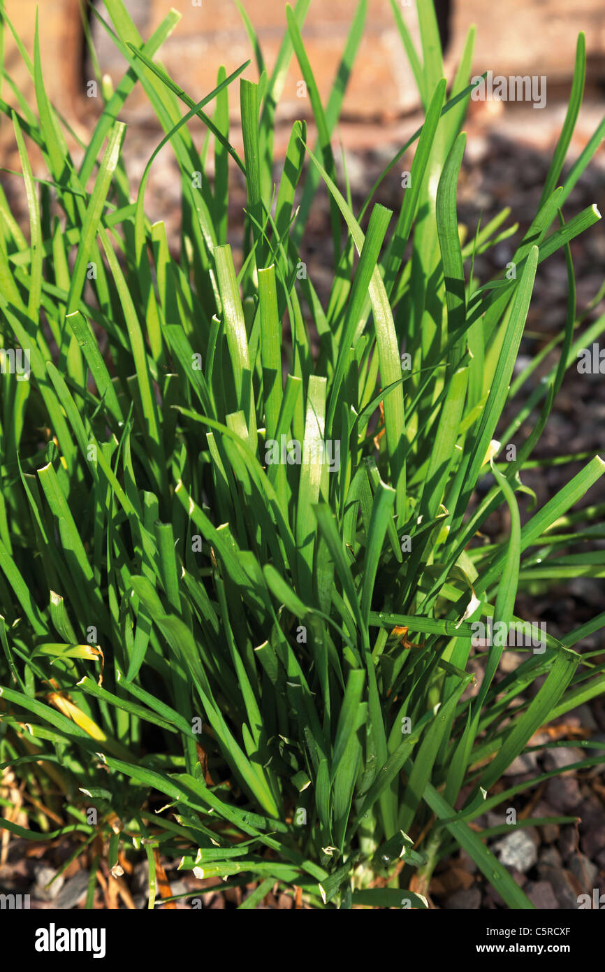 Chive plant garlic chives hires stock photography and images Alamy