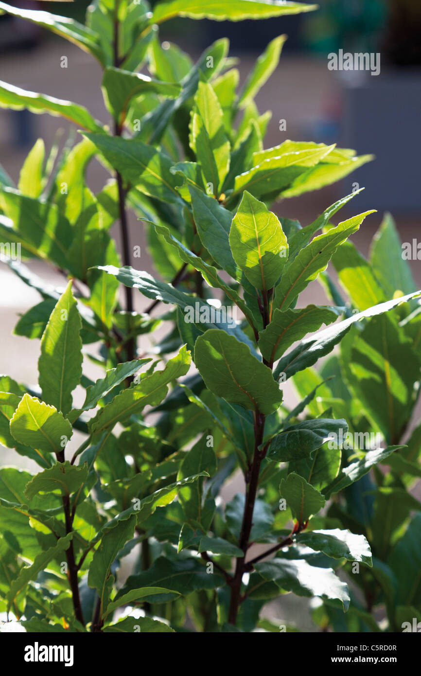 Germany, Close up of bay laurel plant Stock Photo