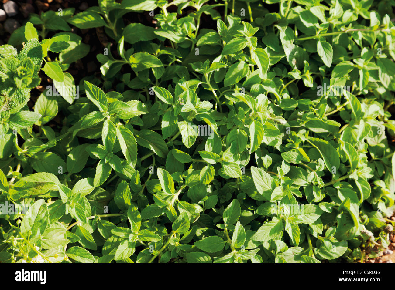 Germany, Close up of Mentha arvensis plant Stock Photo