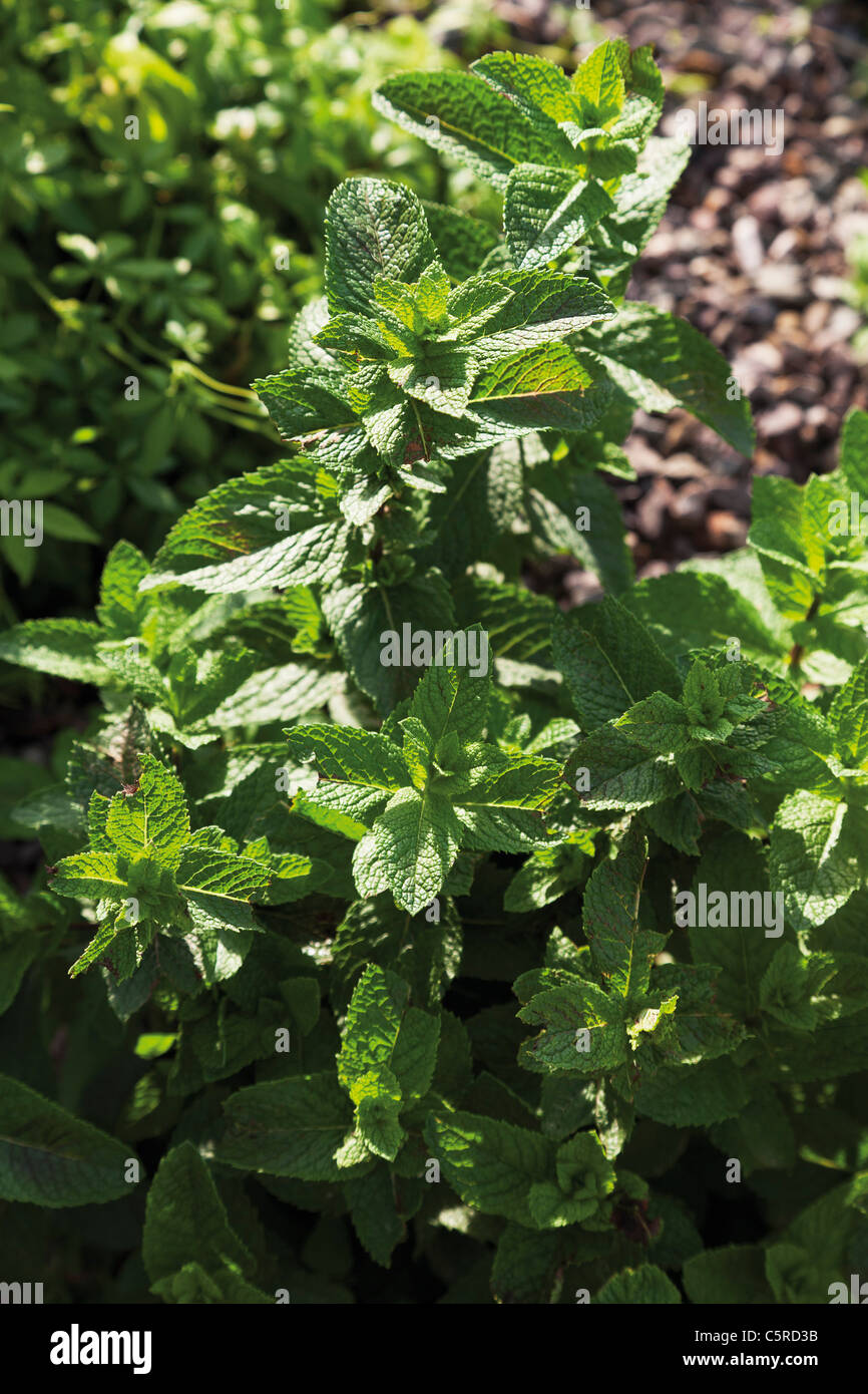 Close up of spanish mint plant hires stock photography and images Alamy