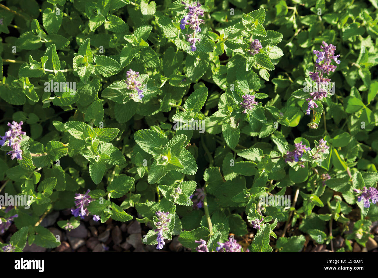 Germany, Close up of catmint plant Stock Photo
