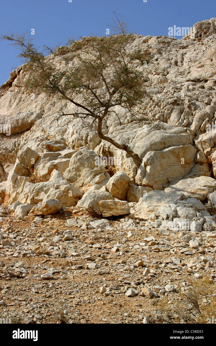 Tree In Rocks Tree in rocks Stock Photo - Alamy