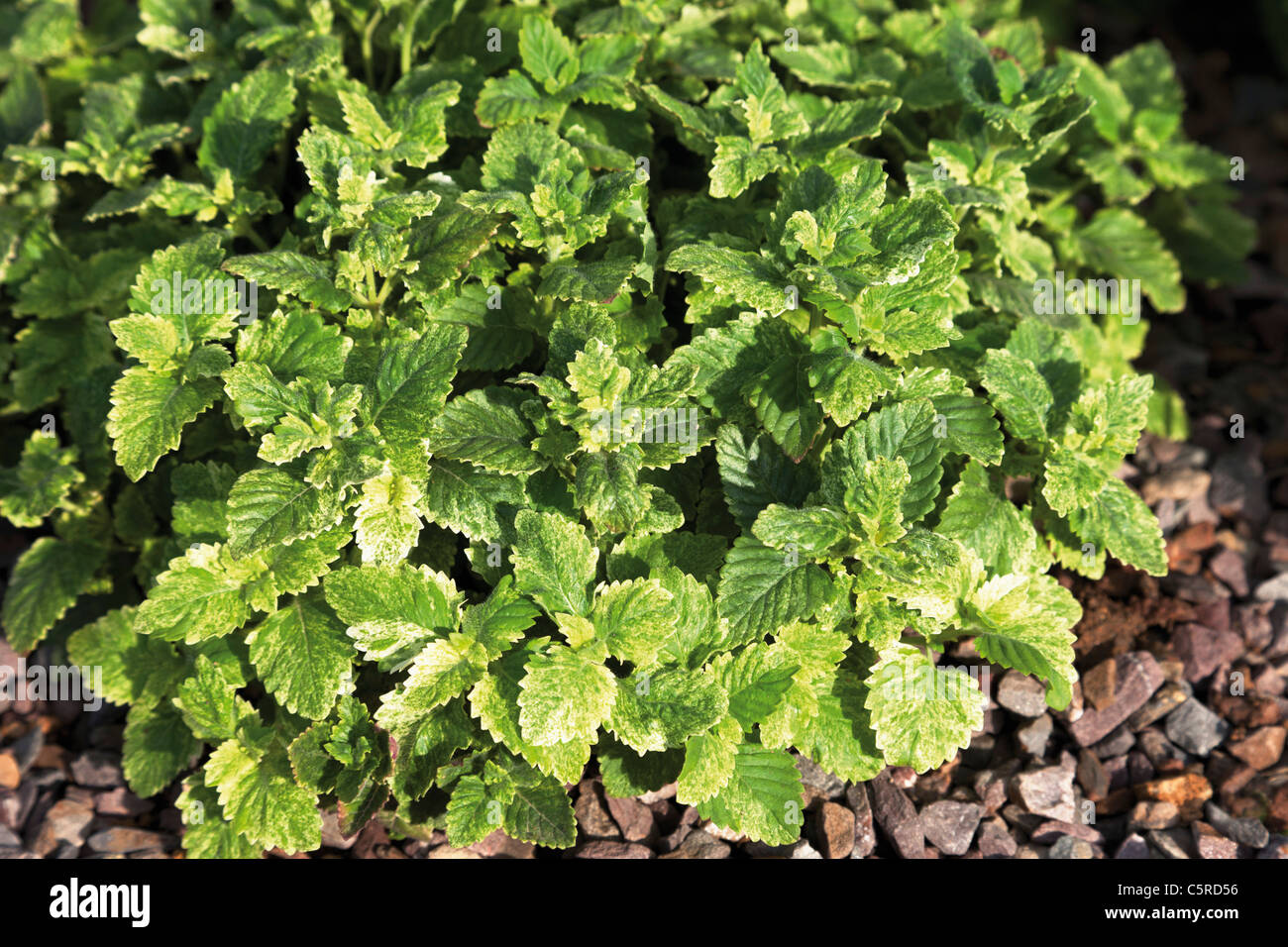 Germany, Close up of calamint plant Stock Photo