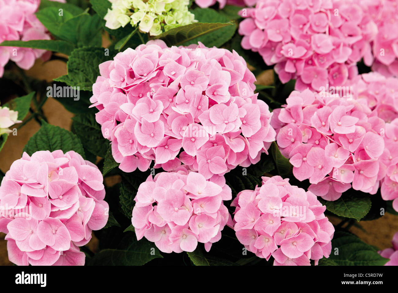 Close up of Hydrangea macrophylla flowers Stock Photo - Alamy