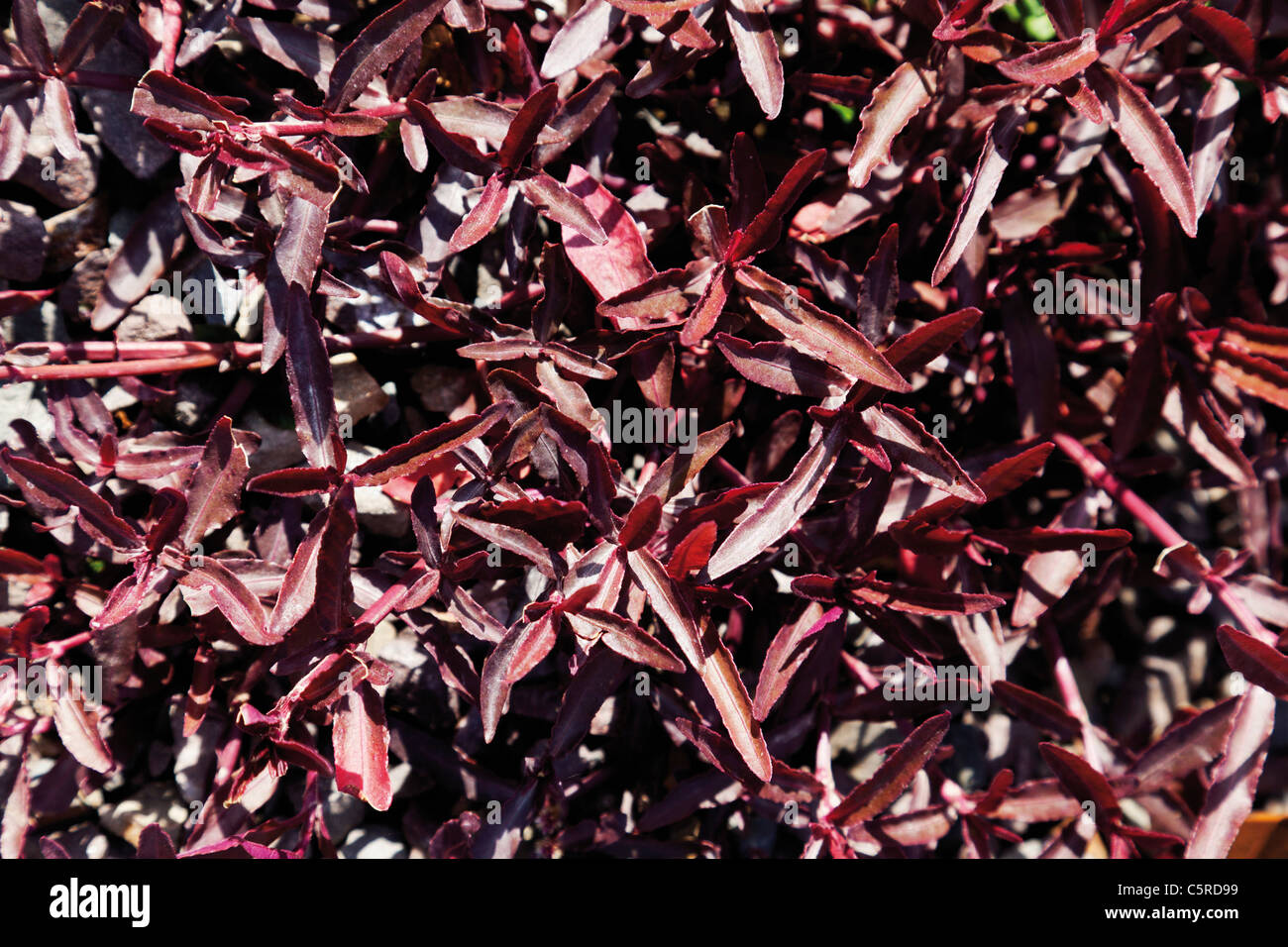 Close up of Alternanthera sessilis plant Stock Photo