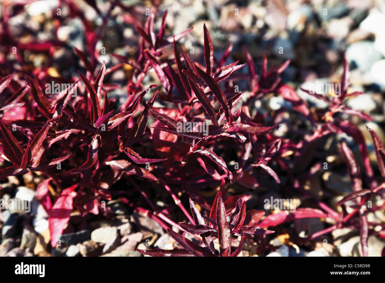 Close up of Alternanthera sessilis plant Stock Photo