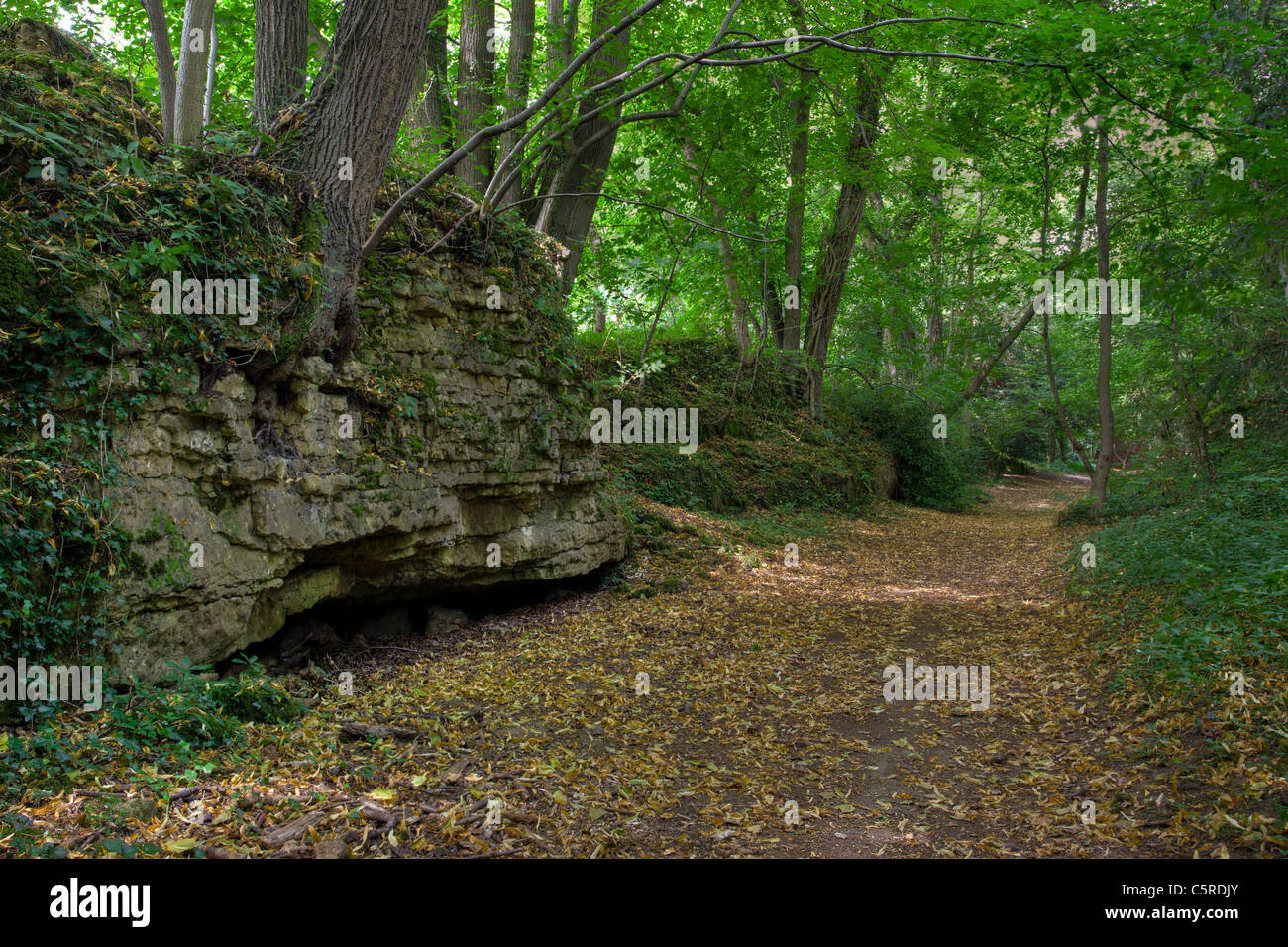 Anston Stones Wood, South Yorkshire. An ancient woodland and Site of Special Scientific Interest (SSSI) Stock Photo