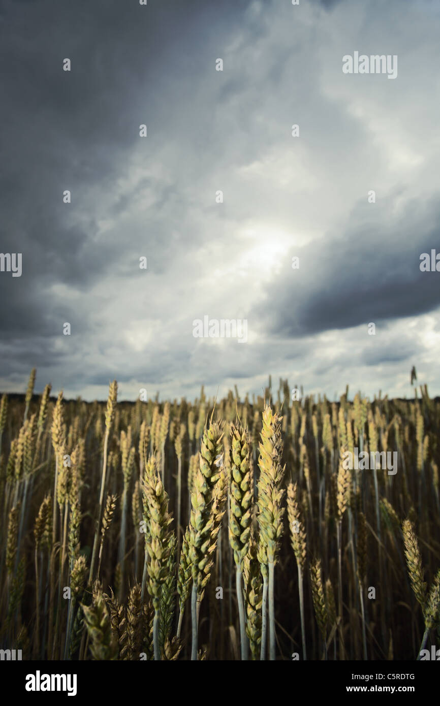 cereal field in cloudy day Stock Photo - Alamy