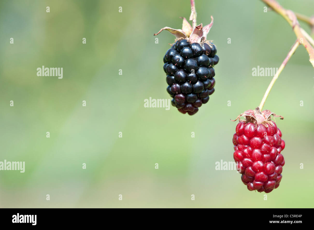 Blackberry Ouachita fruits on the bush Stock Photo