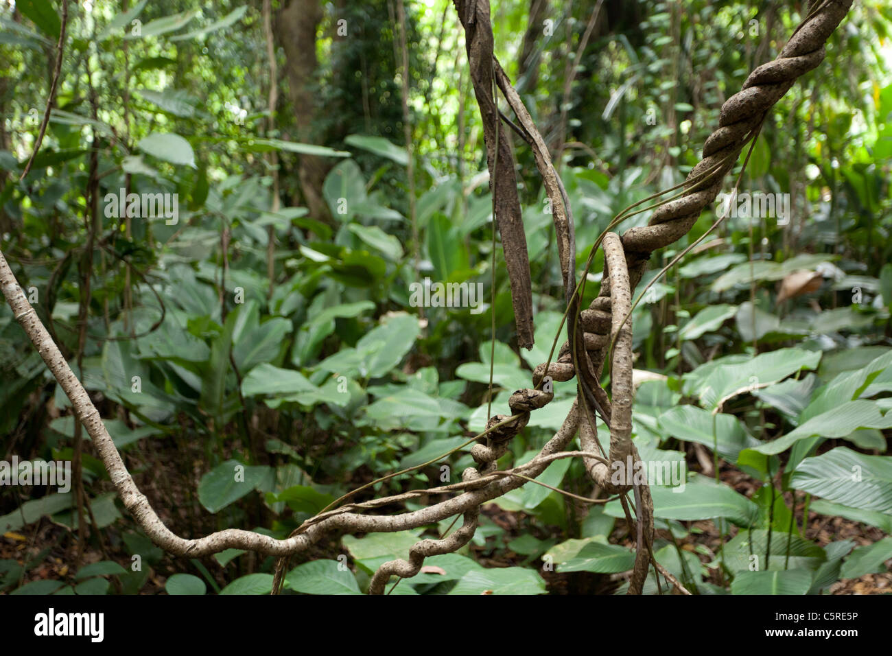 twisted vines and plant in tropical rainforest, kaeng krachan national park, thailand Stock Photo
