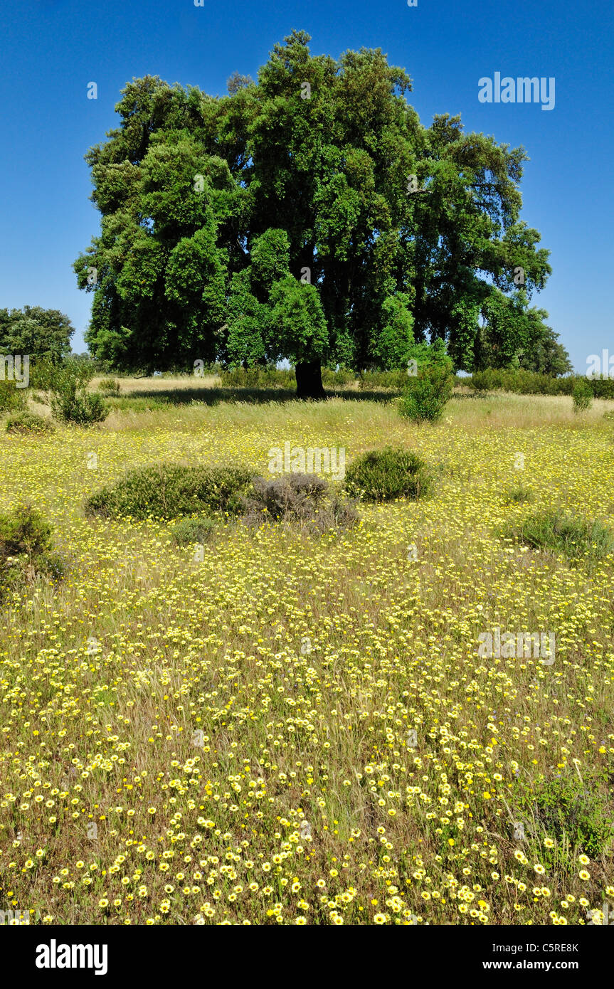 Europe, Spain, Extremadura, Dehesa, View of Cork Oak in meadow Stock Photo