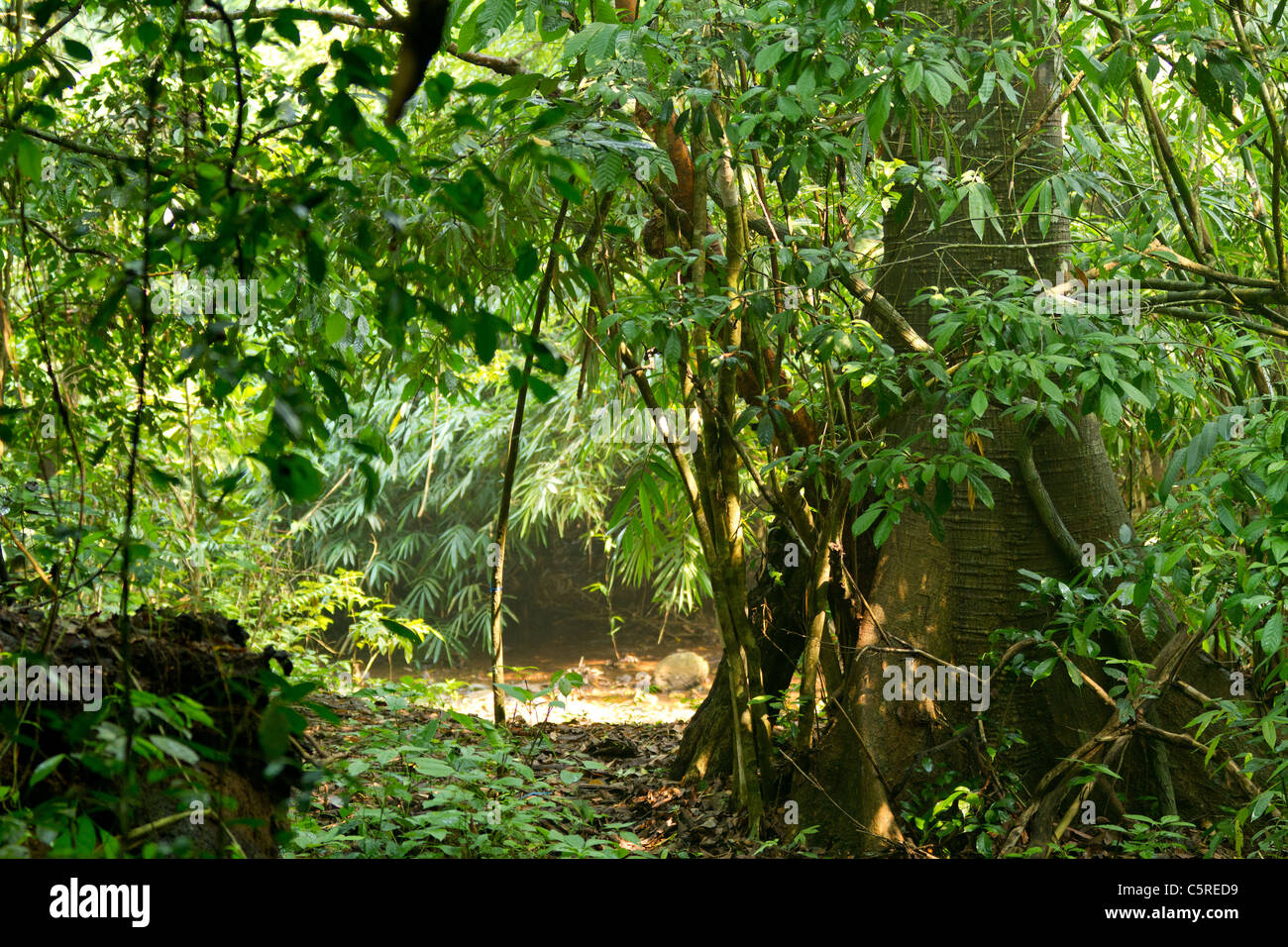 Vines In The Tropical Rainforest