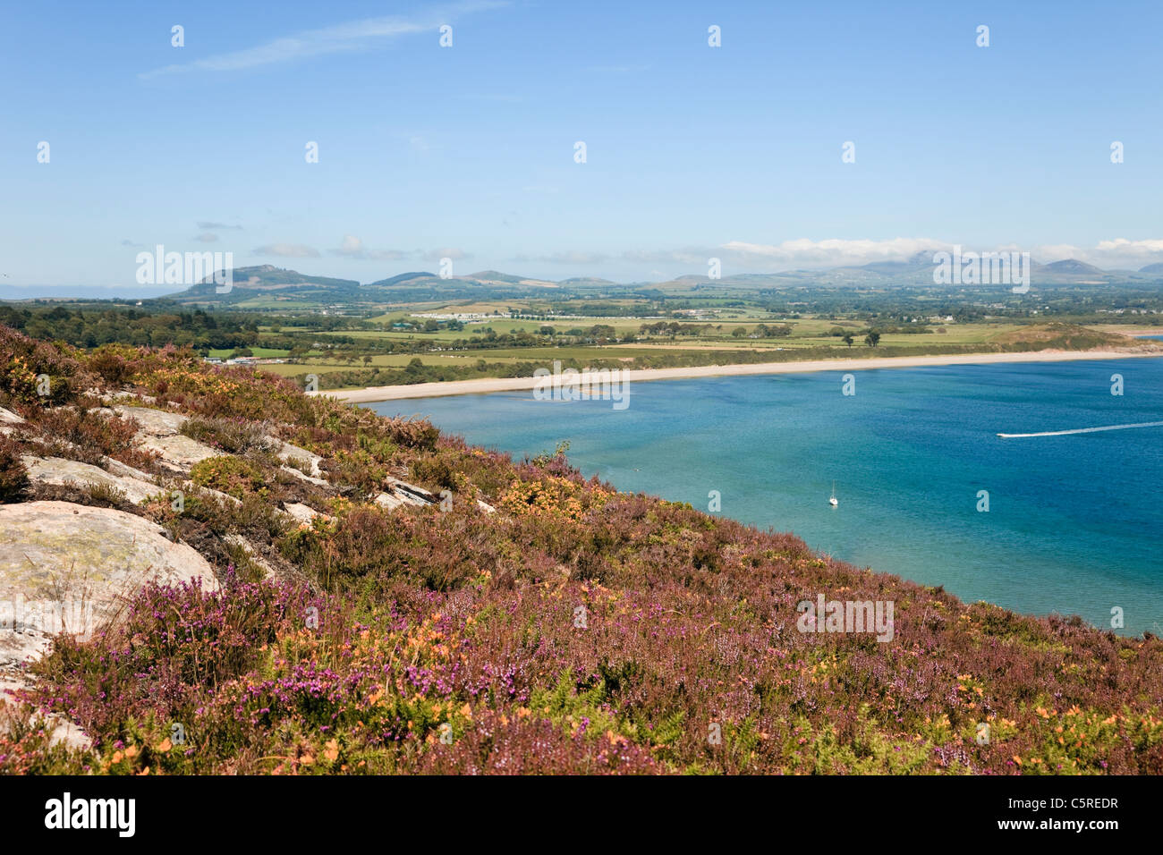 Llanbedrog Lleyn Peninsula North Wales UK. Flowering Heather on Mynydd Tir-y-Cwmwd with view to Cardigan Bay coastline in summer Stock Photo