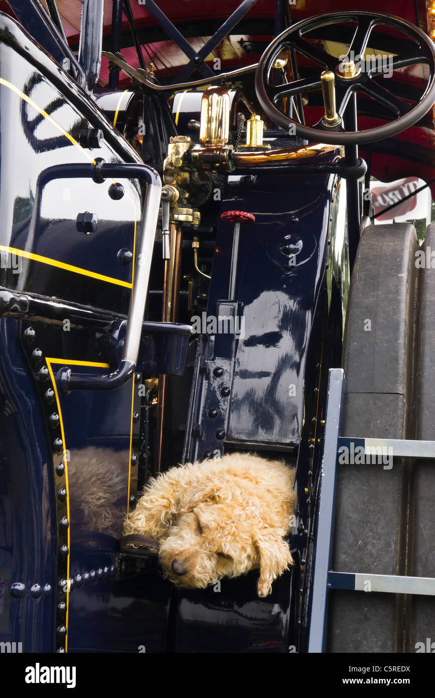 The traction engine driver's pet dog asleep on the engine at Sandringham Flower Show 2011. Stock Photo