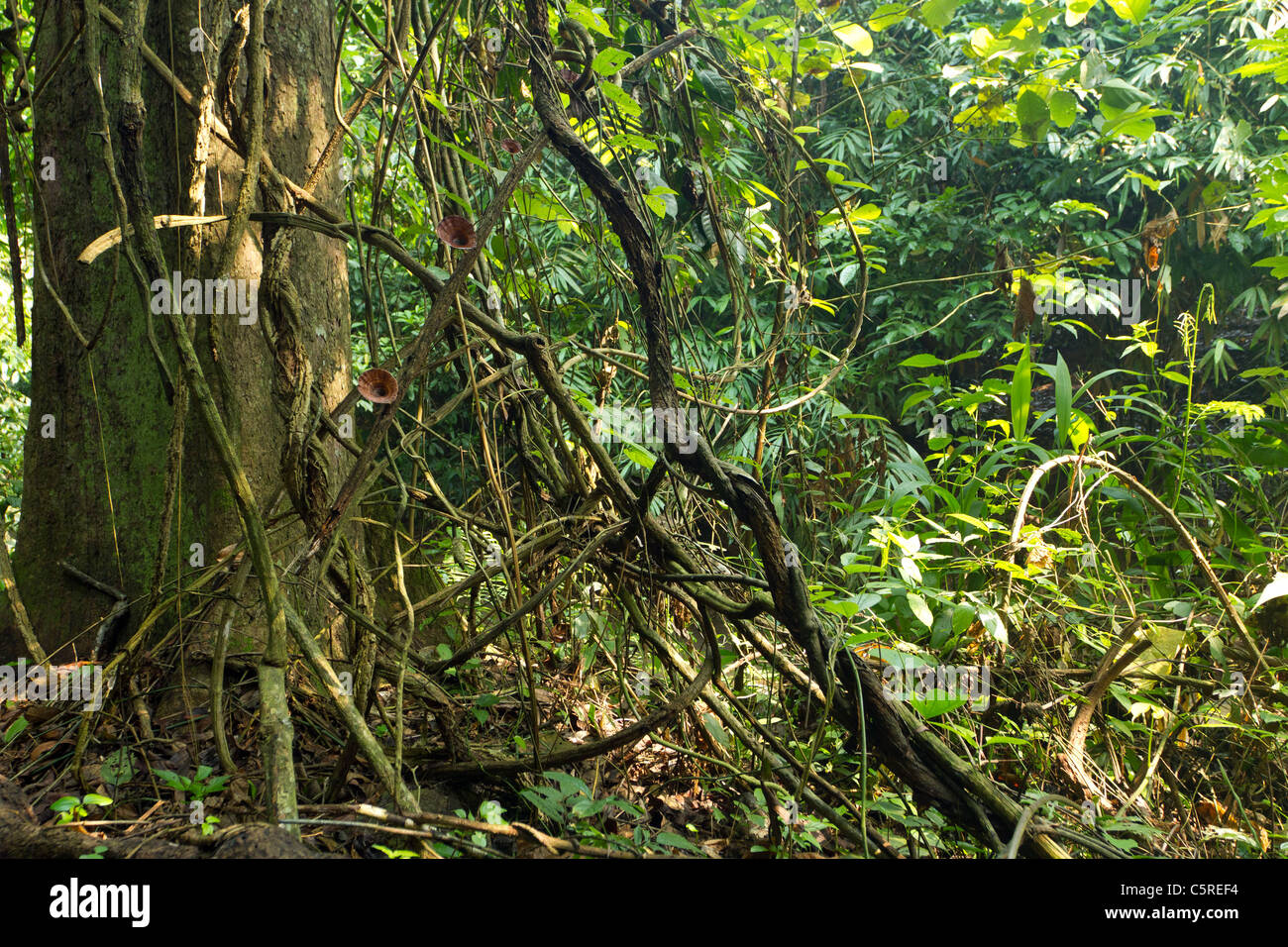 tree trunk and tangled vines in tropical rainforest, kaeng krachan national park, thailand Stock Photo