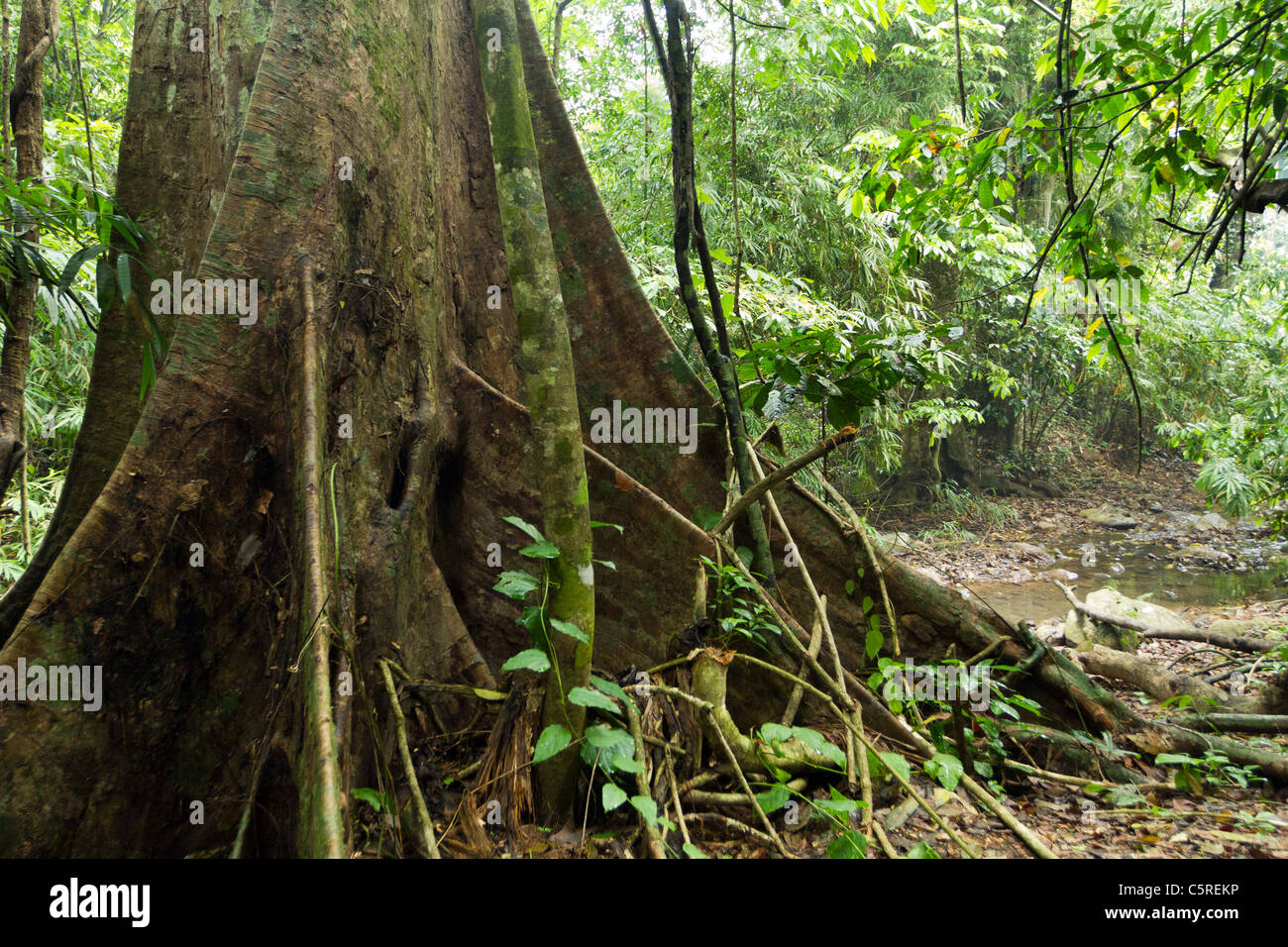 big fig tree trunk and roots in tropical rainforest, kaeng krachan