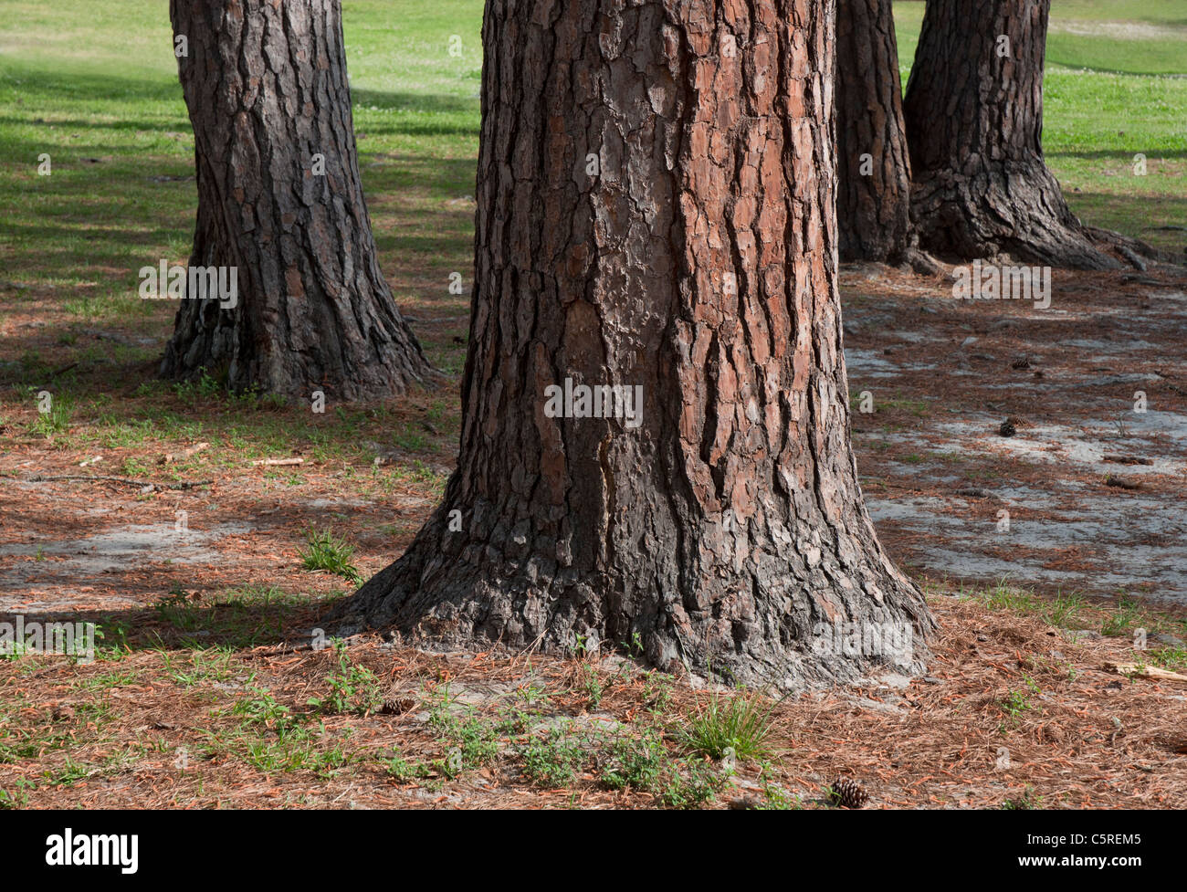 Santa Fe College Teaching Zoo Gainesville Florida. Longleaf pine trees on the college campus. Stock Photo