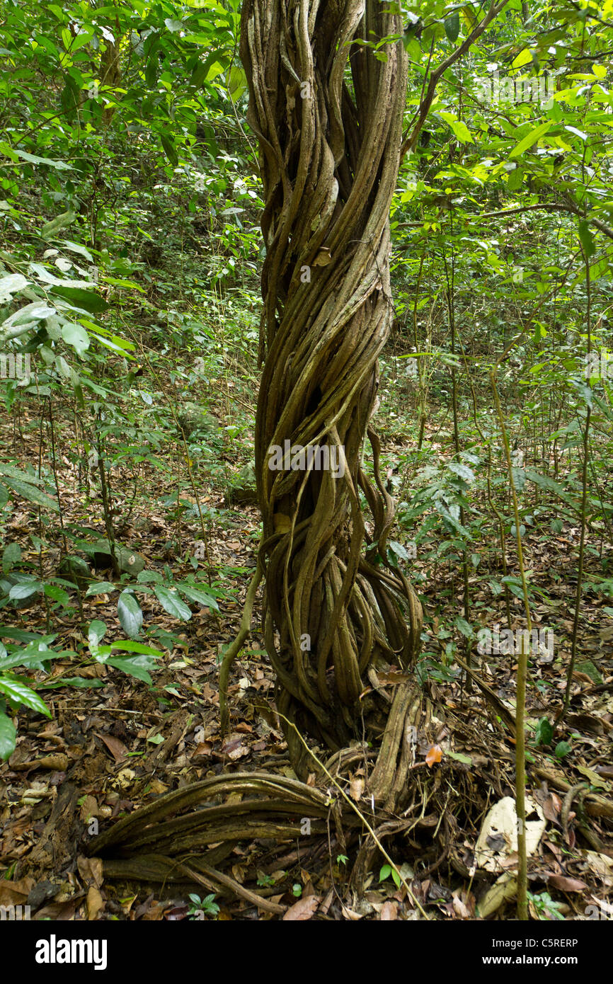 twisted big vines climbing up in tropical rainforest, kaeng krachan