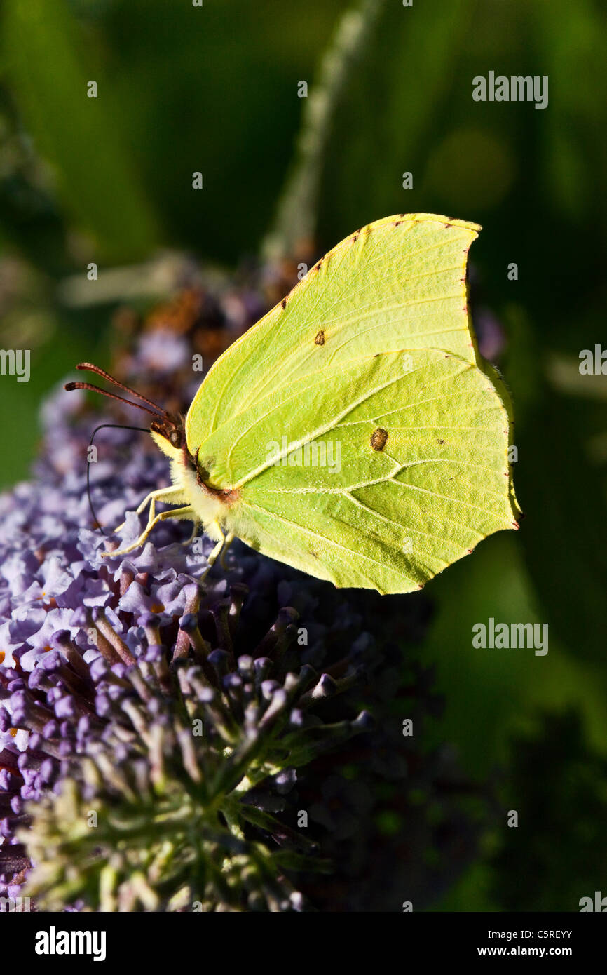 A Brimstone butterfly feeding on a buddleia Stock Photo