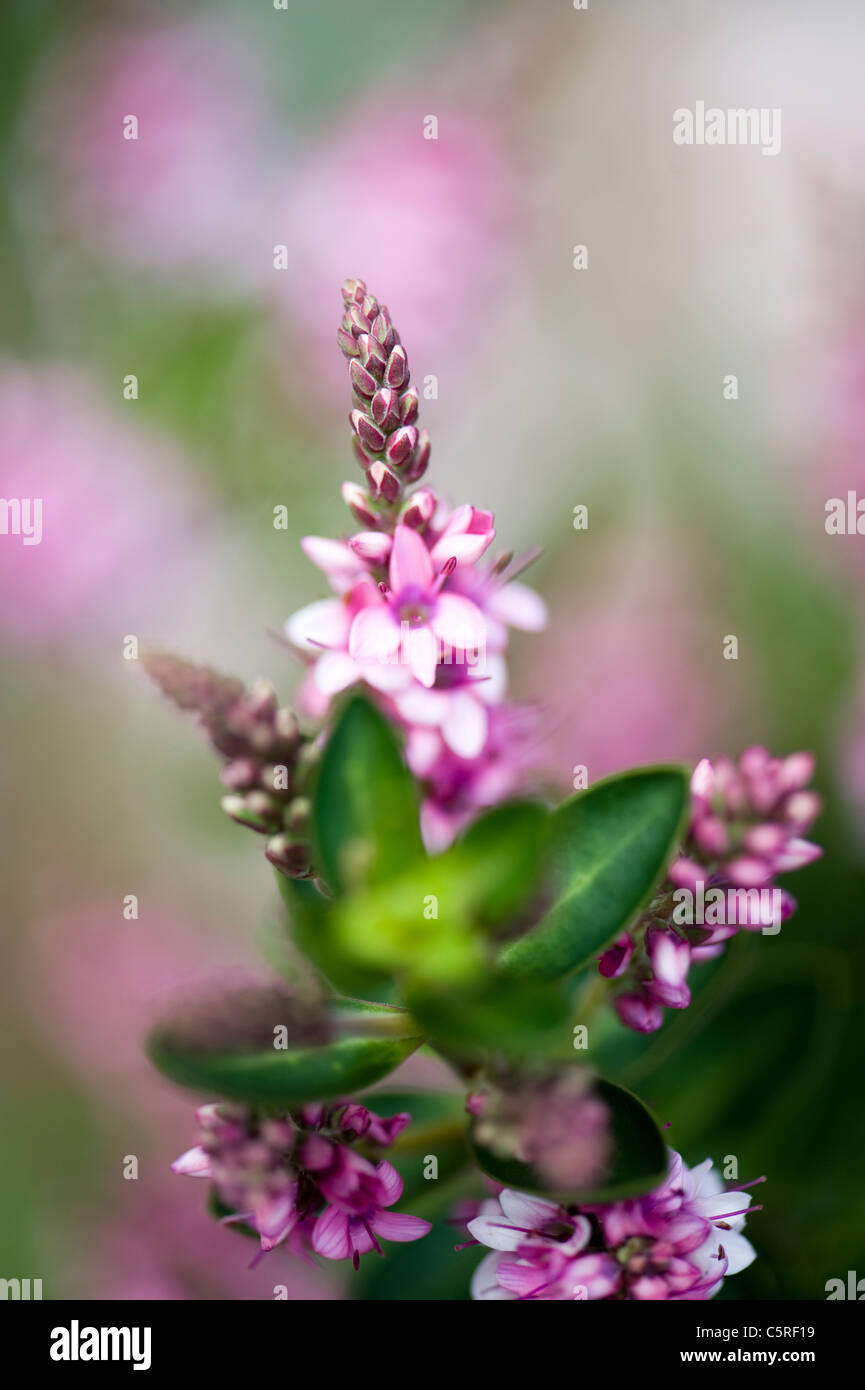 Hebe 'Nicholas Blush'  pink  flowers Stock Photo