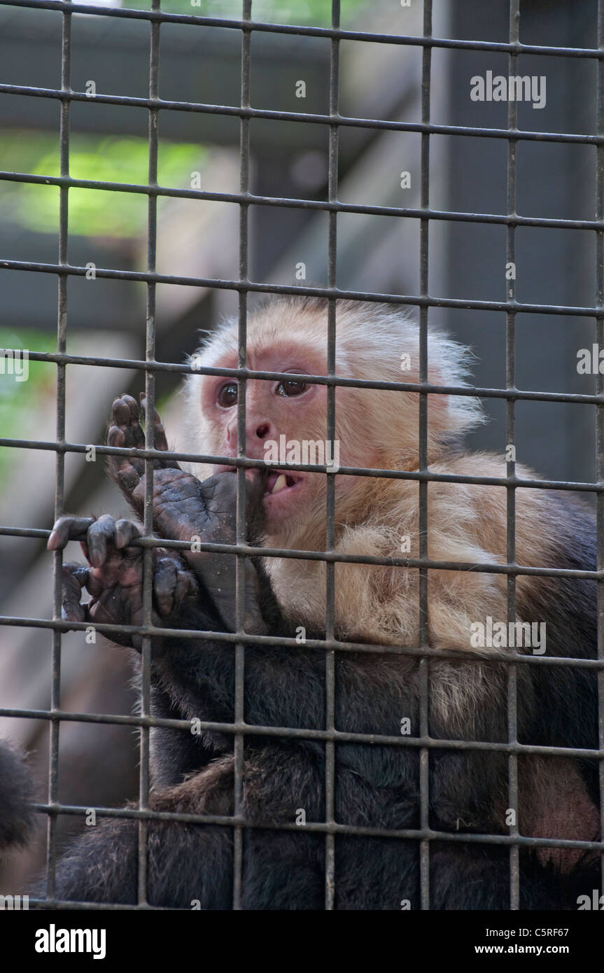 Santa Fe College Teaching Zoo Gainesville Florida. White throated capuchin monkey Stock Photo
