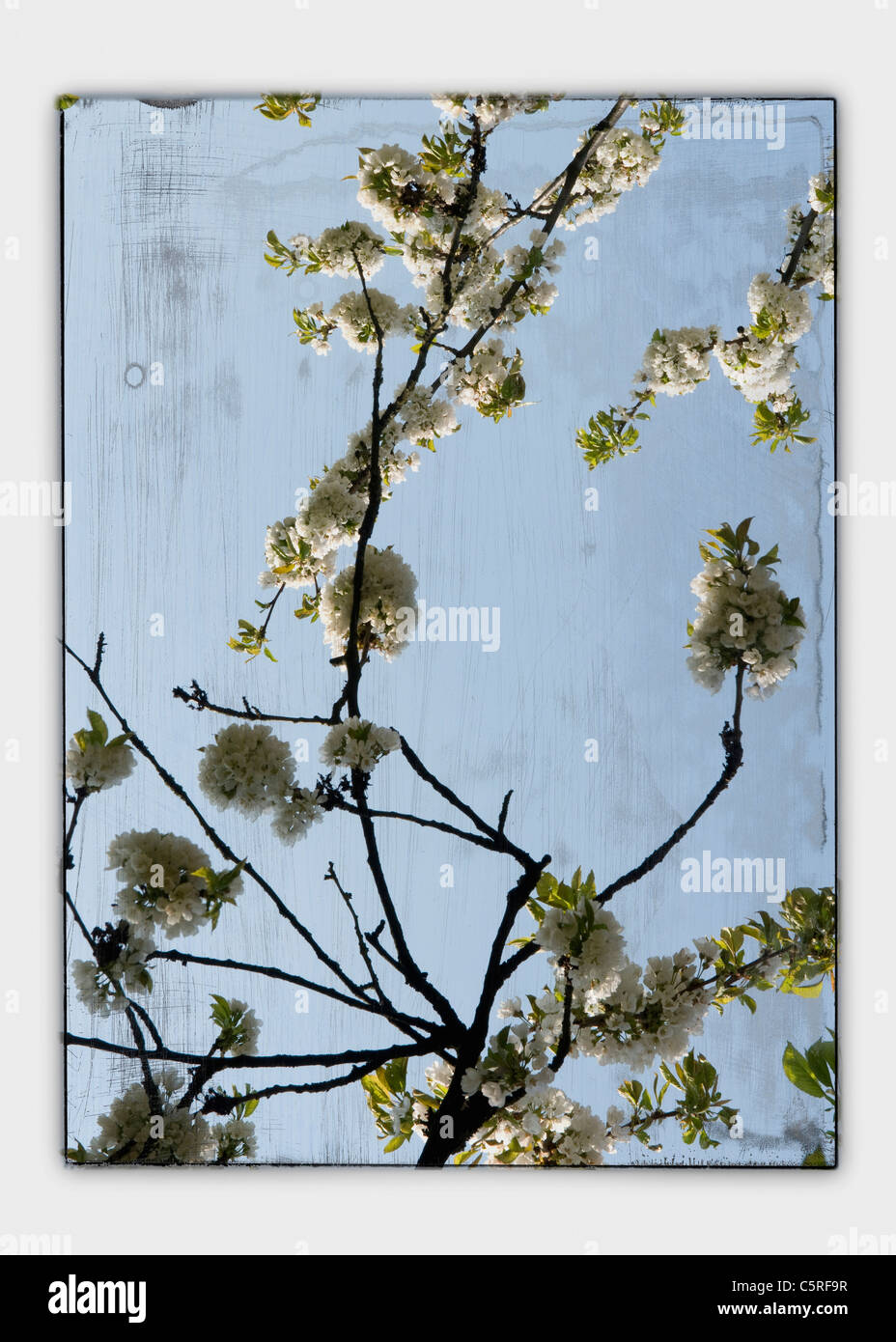 Collage, Cherry blossom seen through window, close-up Stock Photo - Alamy