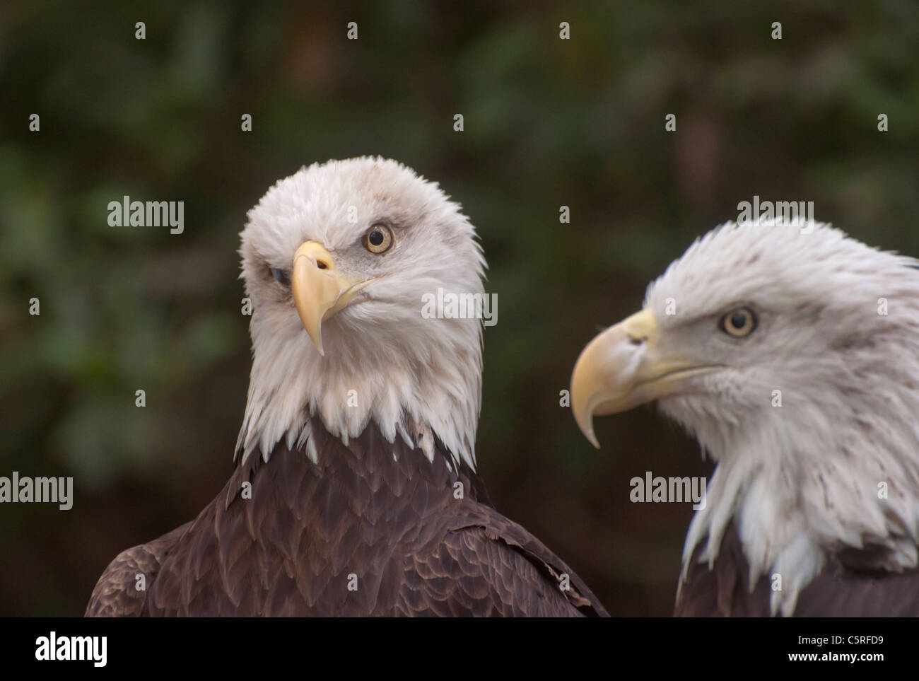 Santa Fe College Teaching Zoo Gainesville Florida. Bald eagles. Stock Photo