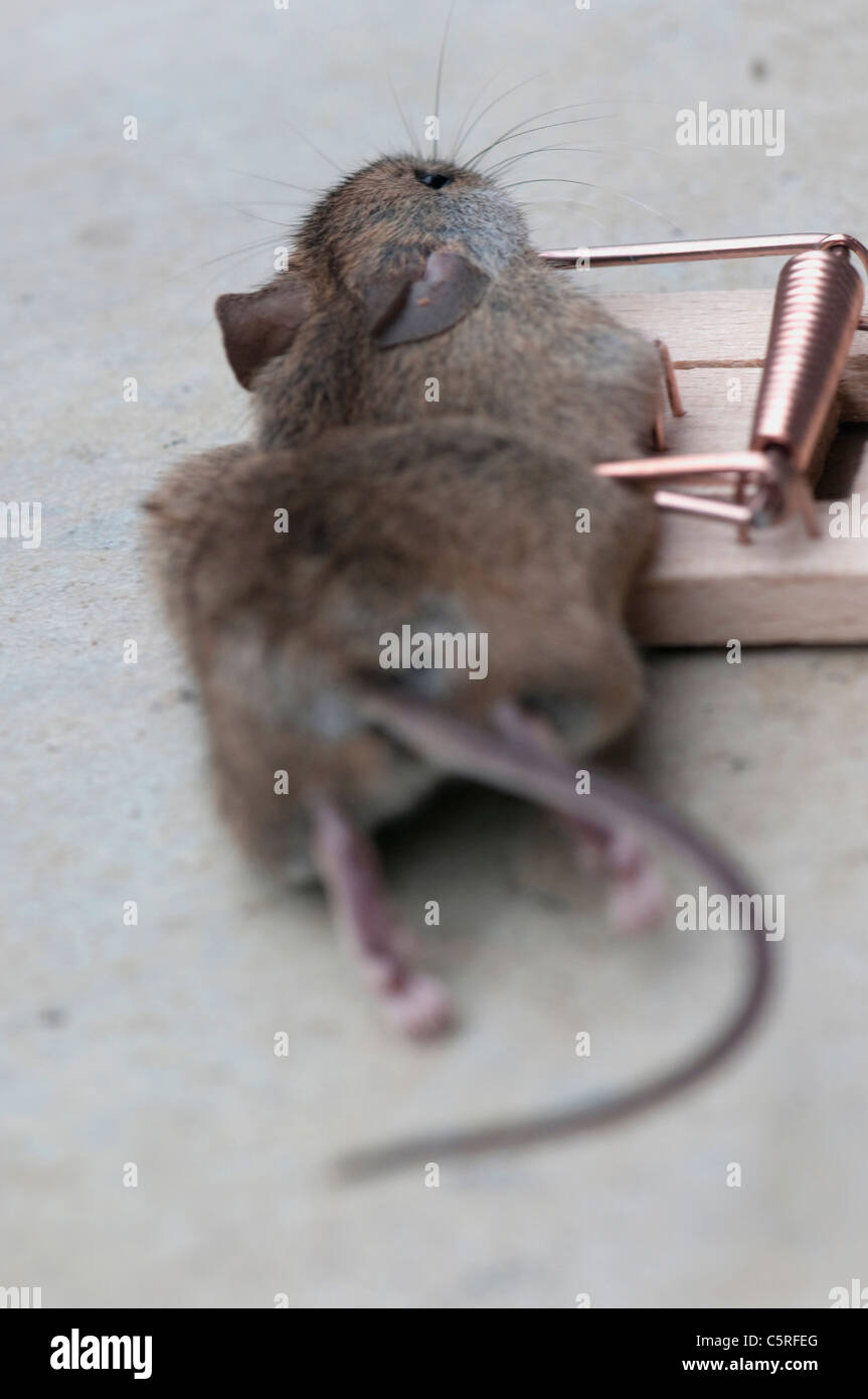 dead mouse caught in a spring mouse trap plain background cheese bait  baited Stock Photo - Alamy