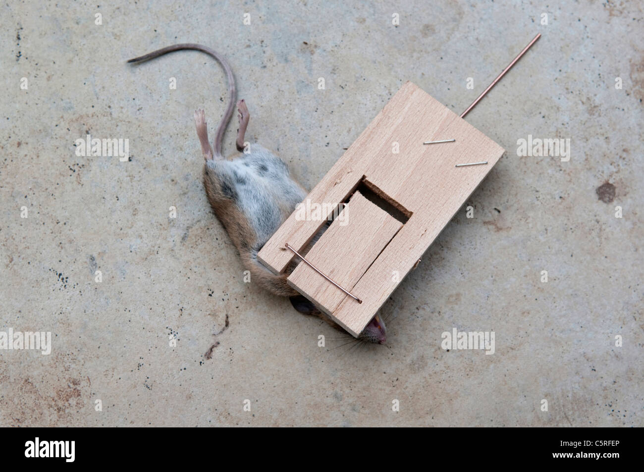 old vintage wood mouse trap Stock Photo - Alamy