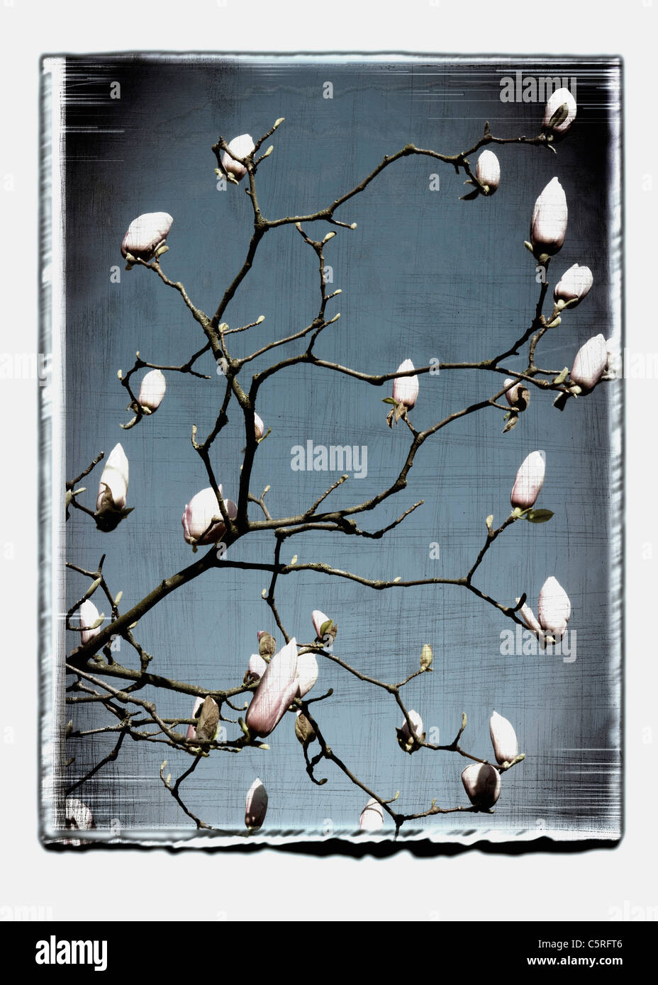 Magnolia flower buds hi-res stock photography and images - Alamy