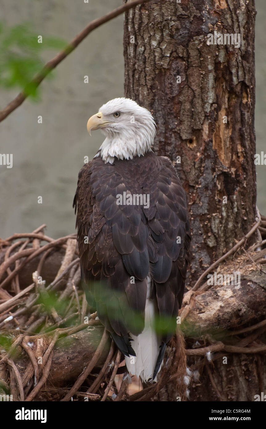 Santa Fe College Teaching Zoo Gainesville Florida. Bald eagle on it's