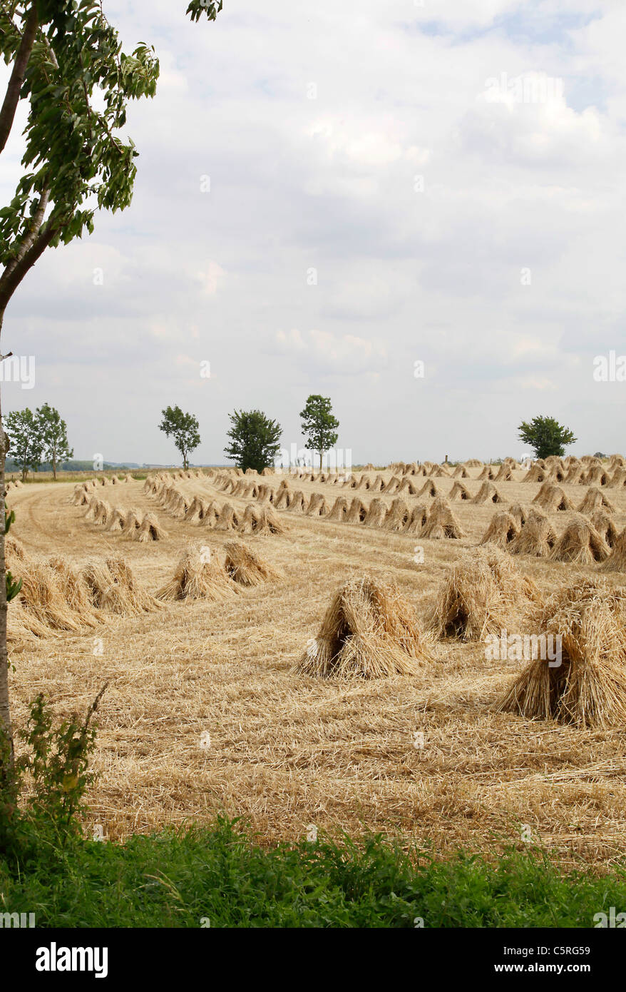Traditional stooks hi-res stock photography and images - Alamy