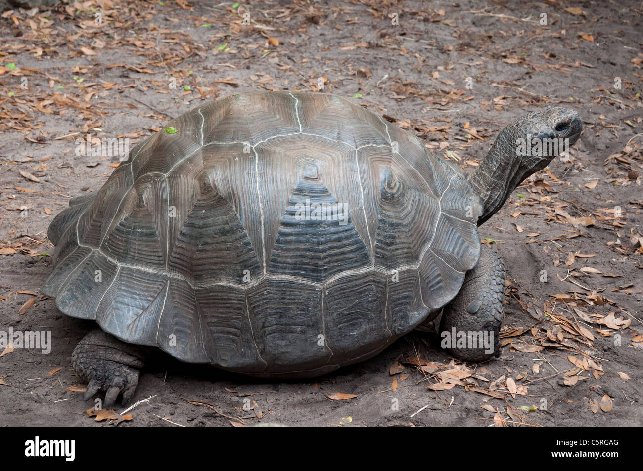 Santa Fe College Teaching Zoo Gainesville Florida. Galapagos Tortoise Chelonoidis nigra Stock Photo