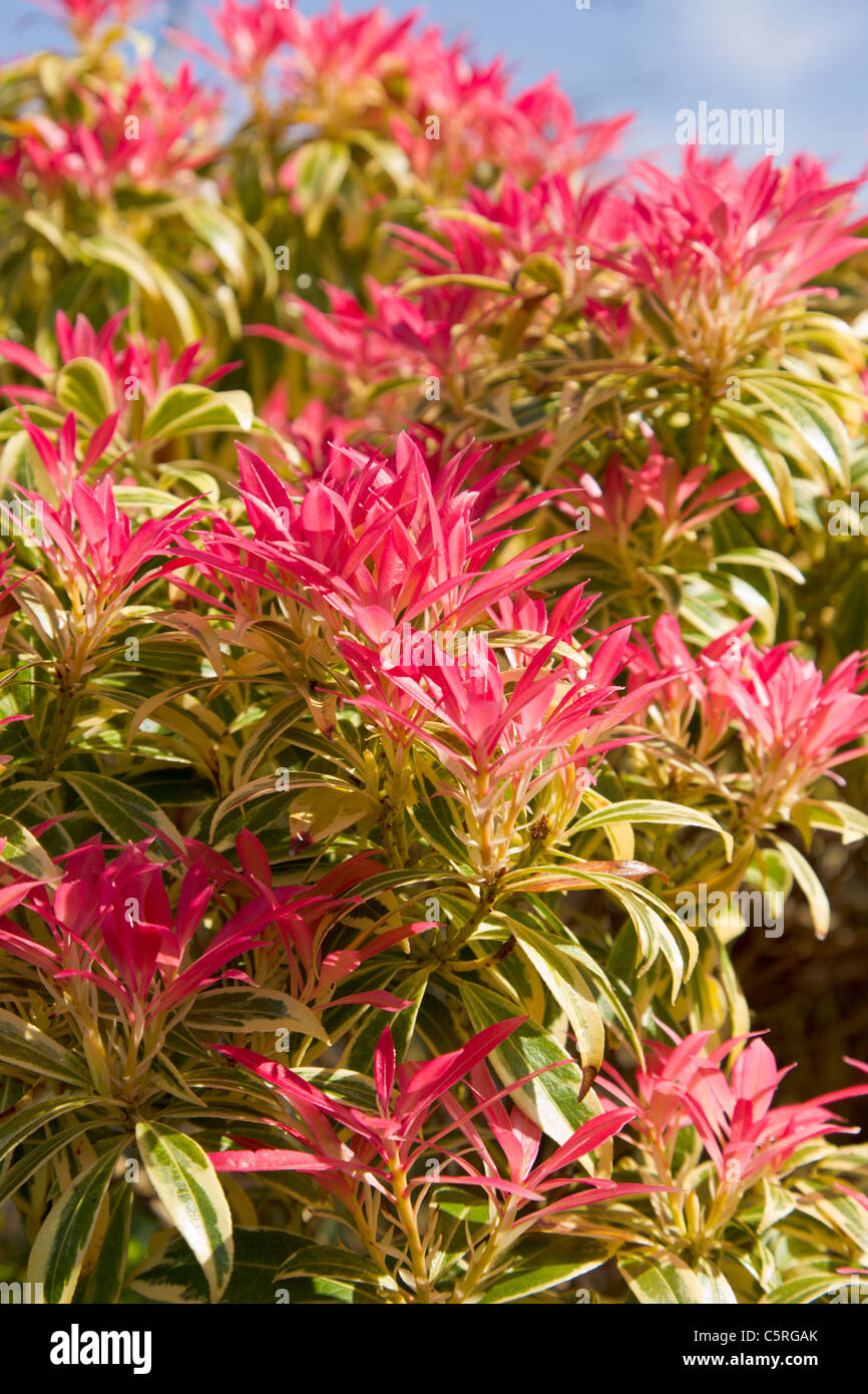 Pieris Forest Flame Hi res Stock Photography And Images Alamy pieris-forest-flame-hi-res-stock-photography-and-images-alamy