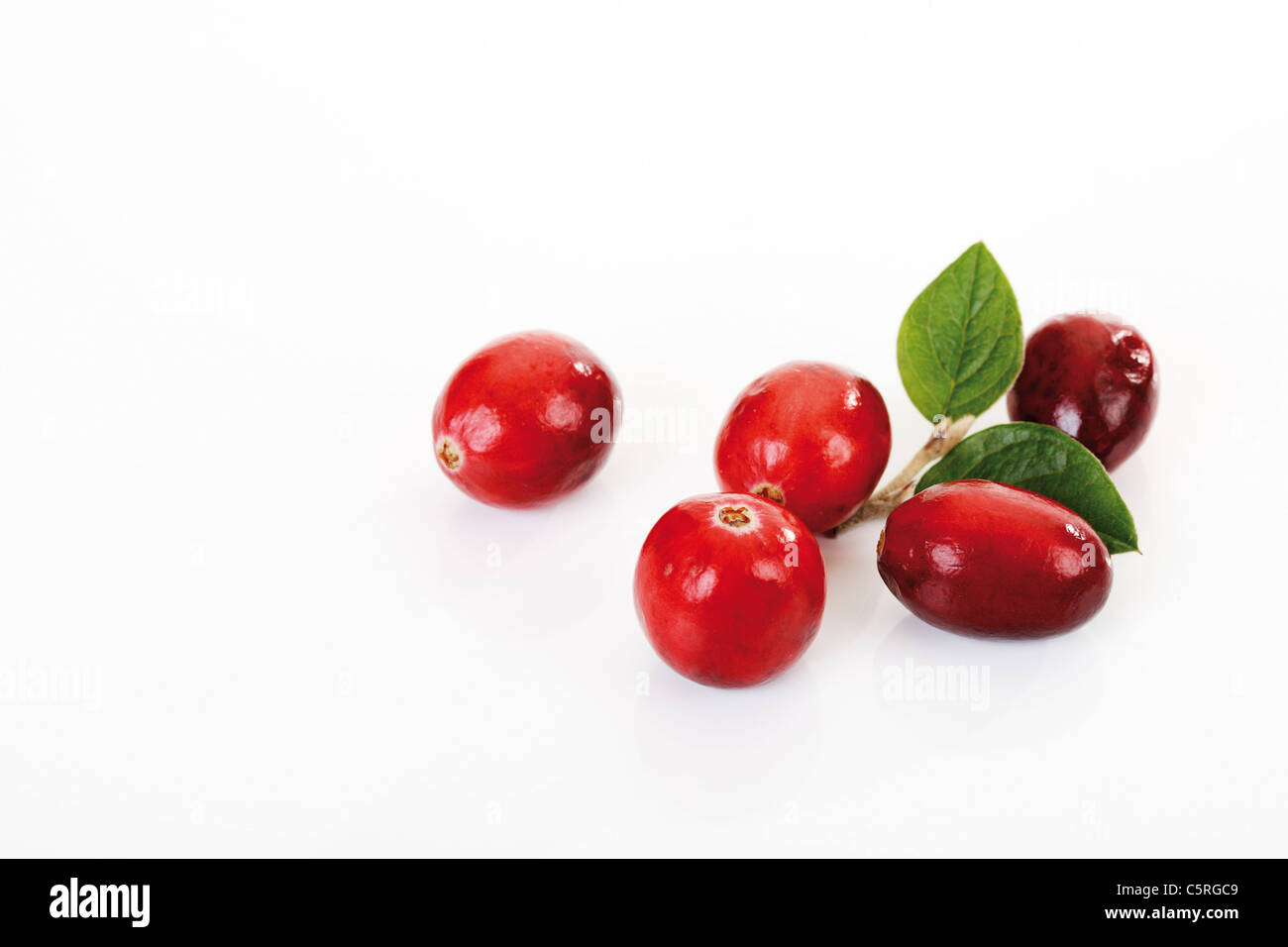 Cranberries (Vaccinium macrocarpon) Stock Photo