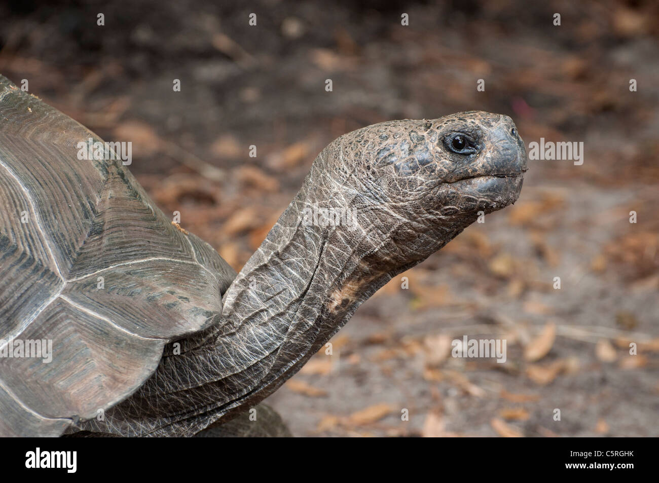 Santa Fe College Teaching Zoo Gainesville Florida. Galapagos Tortoise ...