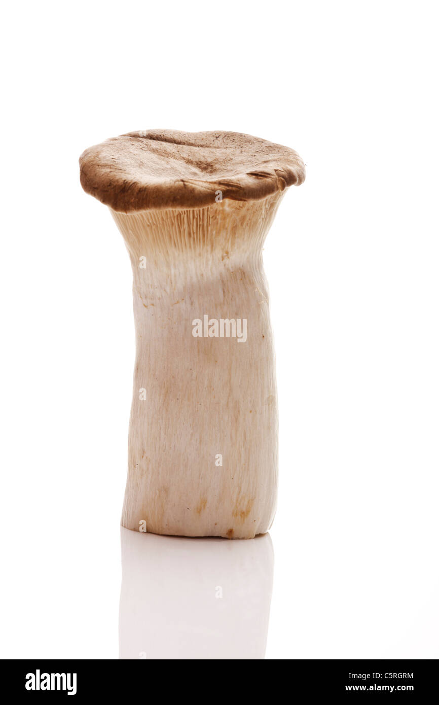 King trumpet mushroom (Pleurotus eryngii) Stock Photo