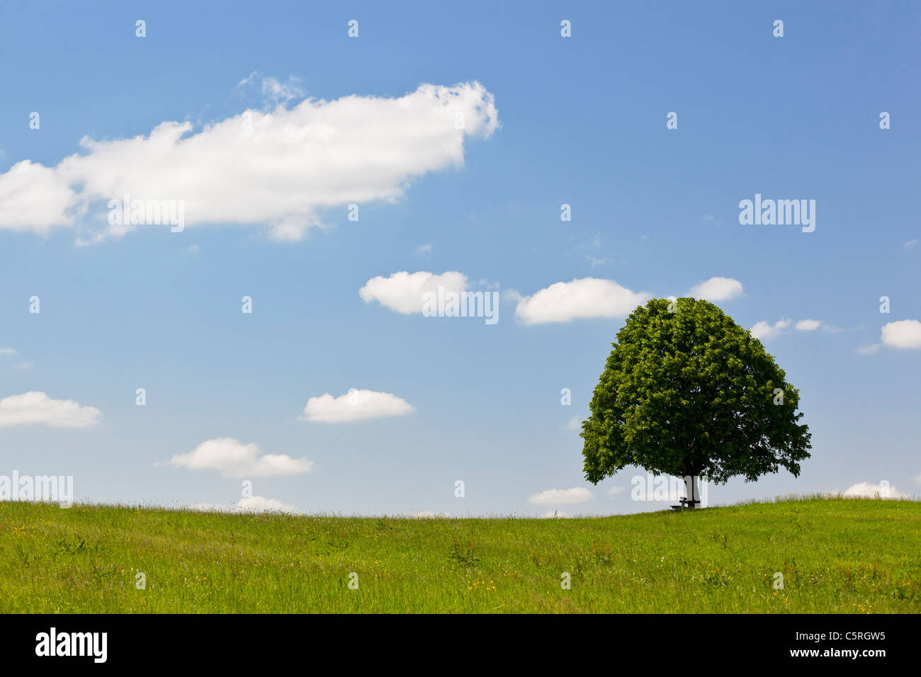 Germany, Bavaria, View of single Tilia tree in meadows Stock Photo