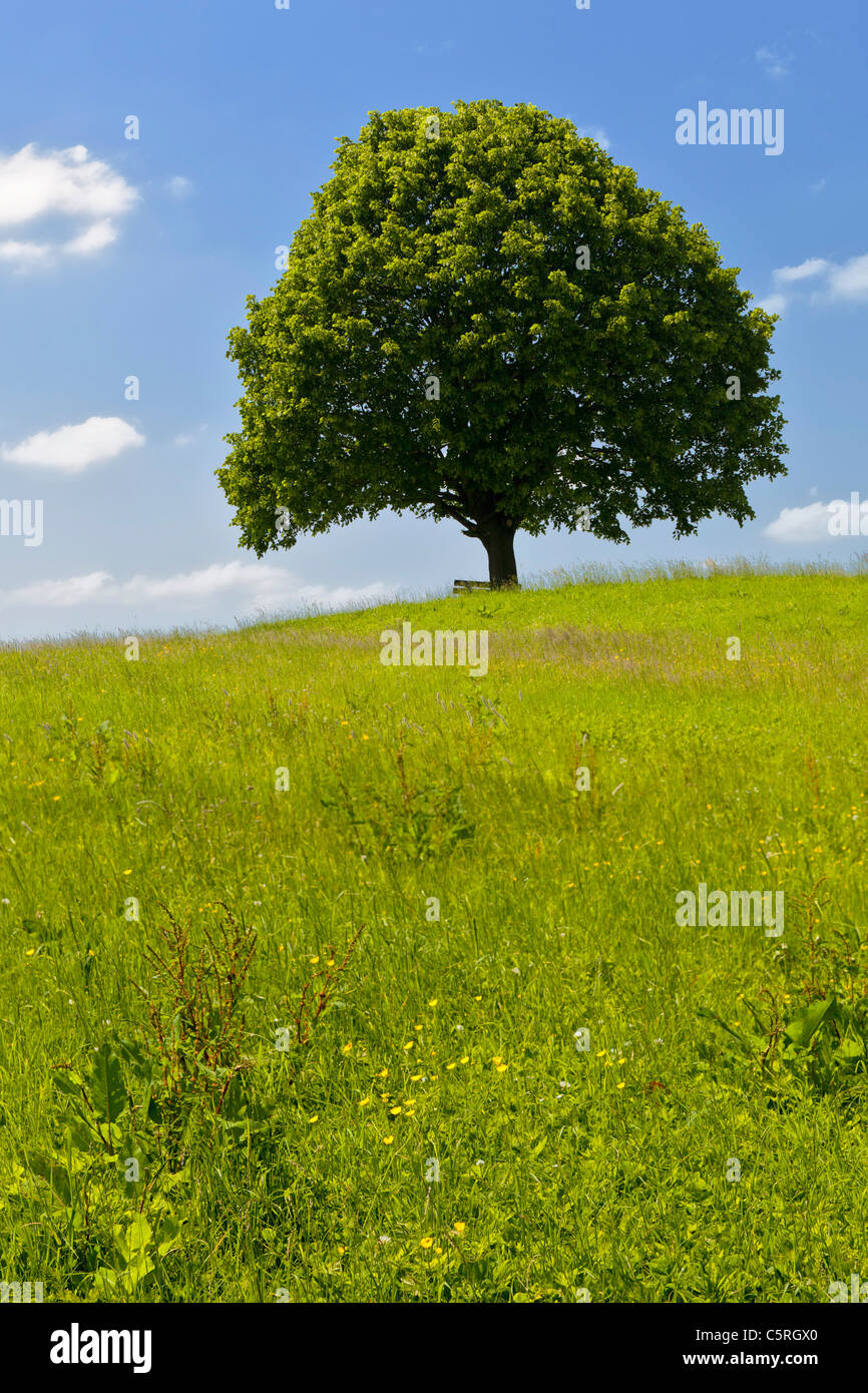 Germany, Bavaria, View of single Tilia tree in meadows Stock Photo