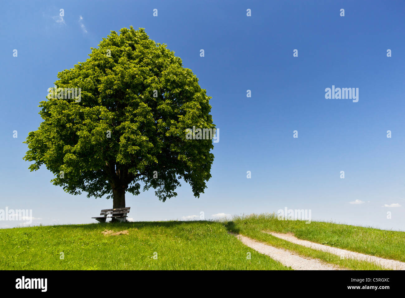 Germany, Bavaria, Irschenberg, View of Tilia tree with bench near track Stock Photo