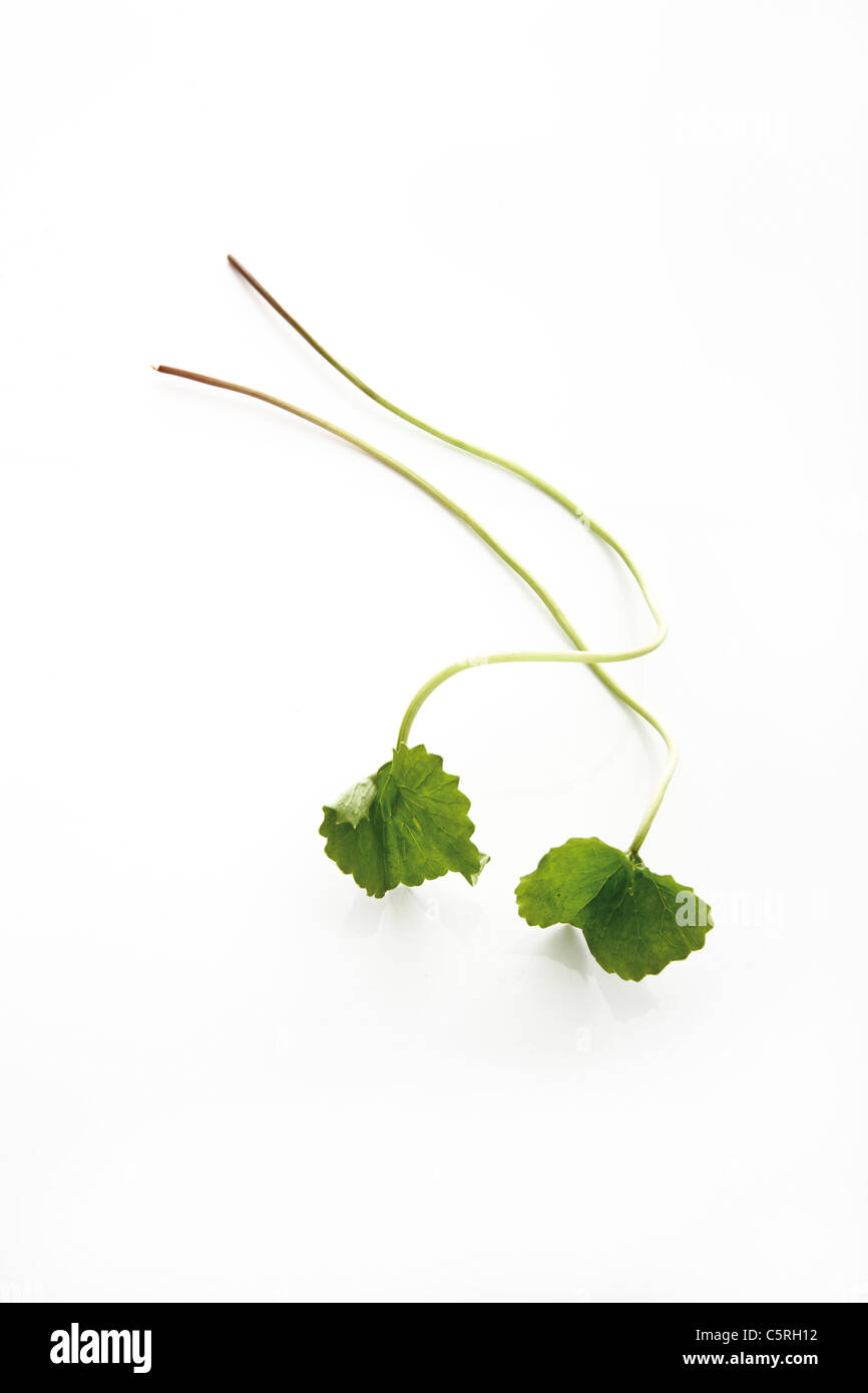 Indian Pennywort (Centella asiatica), elevated view Stock Photo