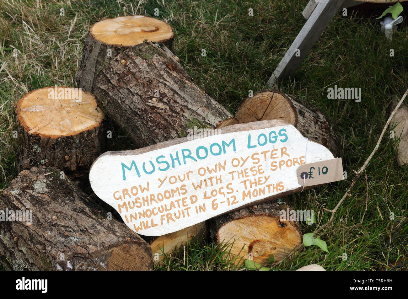 Logs inoculated with oyster mushroom spores for sale Pembrokeshire Wales Cym ru UK GB Stock Photo