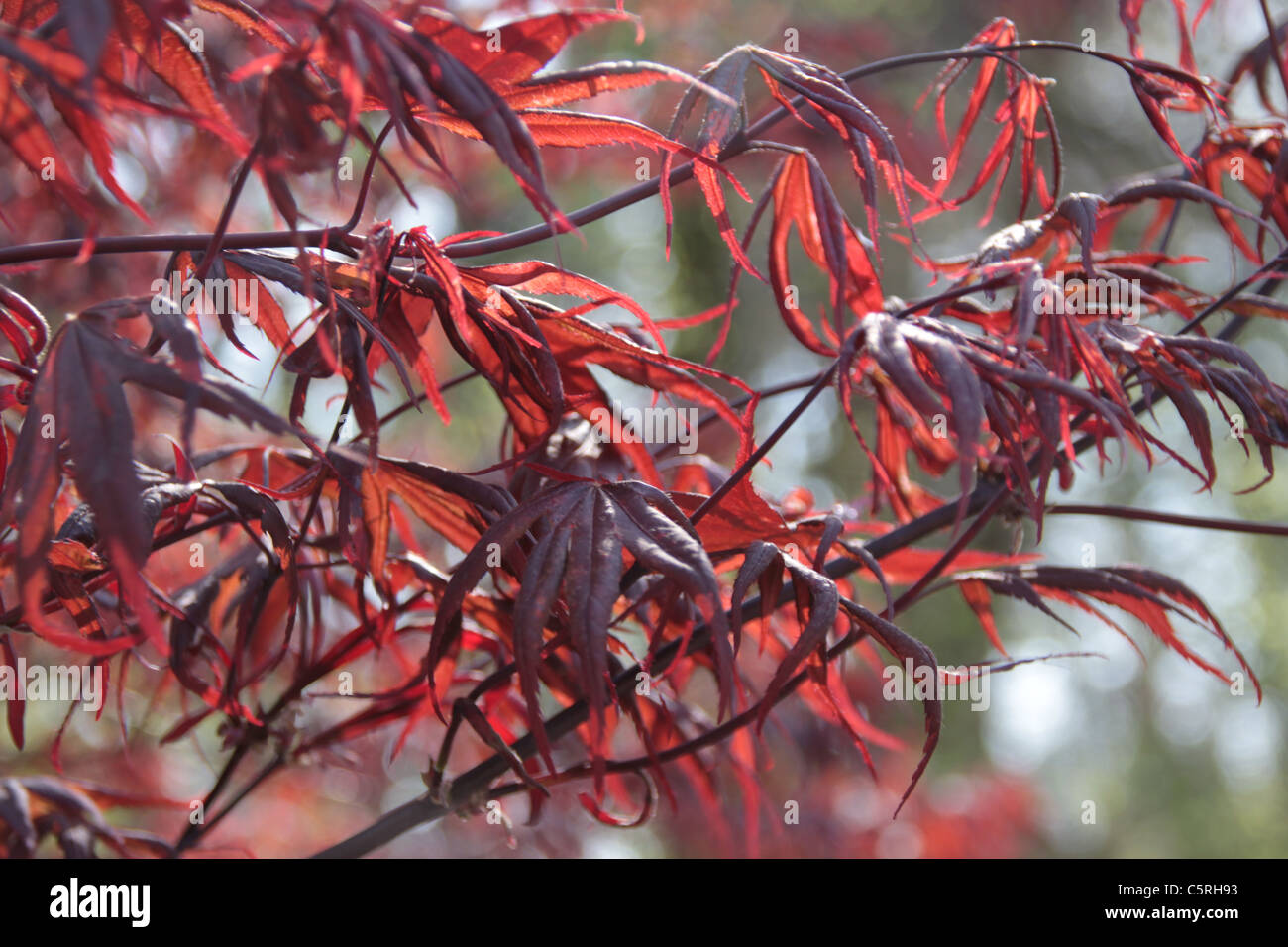 Red japanese maple tree hi-res stock photography and images - Alamy