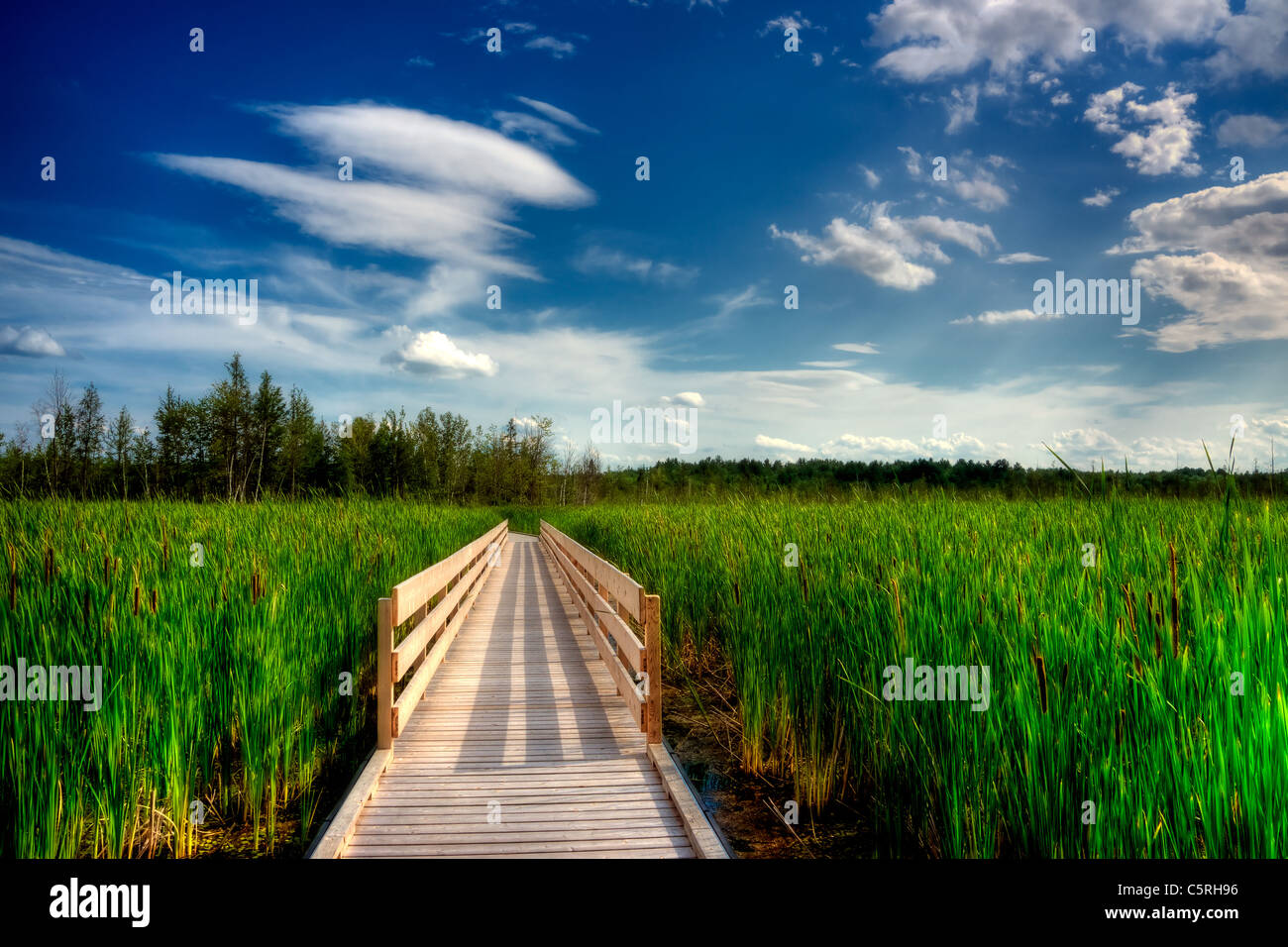 A wooden boardwalk cuts through the tall reeds and cattails of a Canadian wetland. Stock Photo