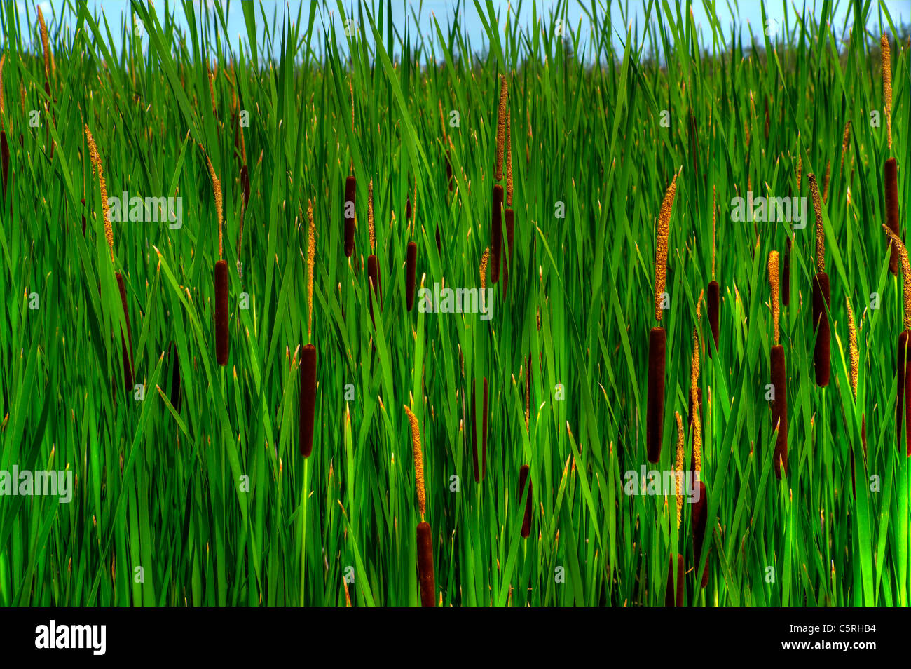 Tall reeds and cattails ( Typha latifolia )grow wild in an Ontario ...