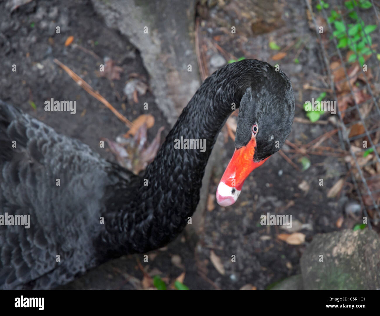 Santa Fe College Teaching Zoo Gainesville Florida. A black swan in the
