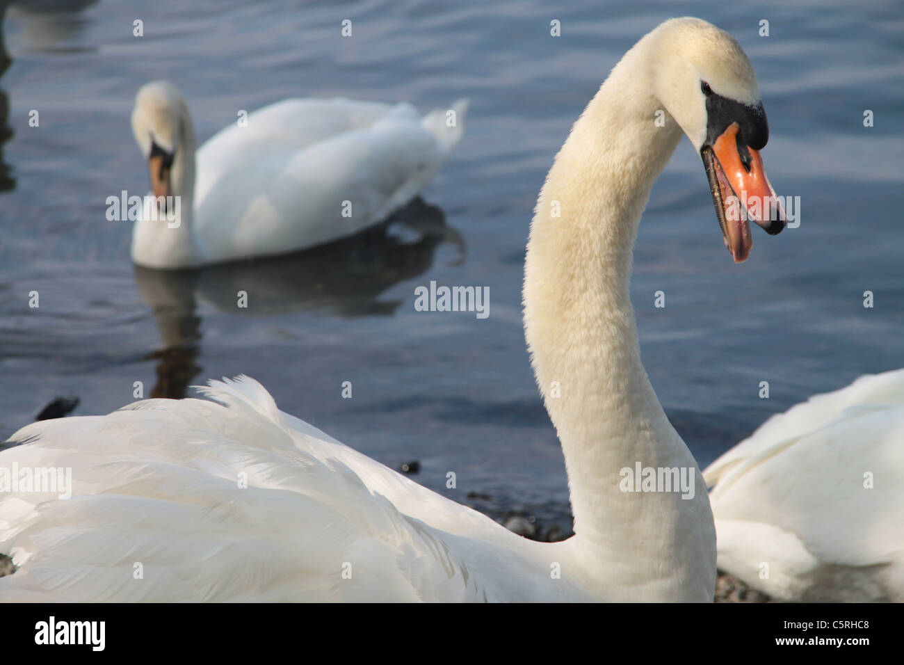 Swans, Lake Windermere, The Lake District, Cumbria, UK Stock Photo